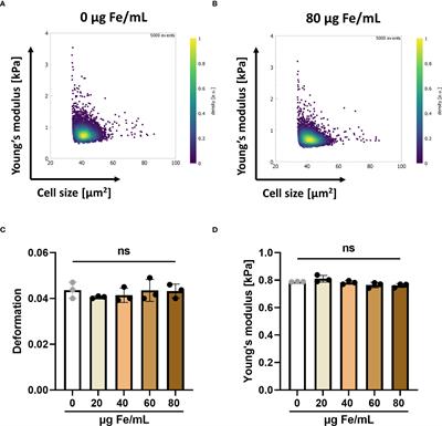Human T cells loaded with superparamagnetic iron oxide nanoparticles retain antigen-specific TCR functionality